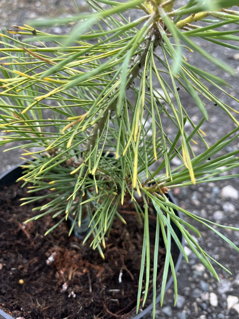 Pinus sylvestris - Scots Pine 'Anny's Winterlight' 20/40cm (2L)