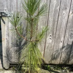 Pinus yunnanensis - Yunnan Pine