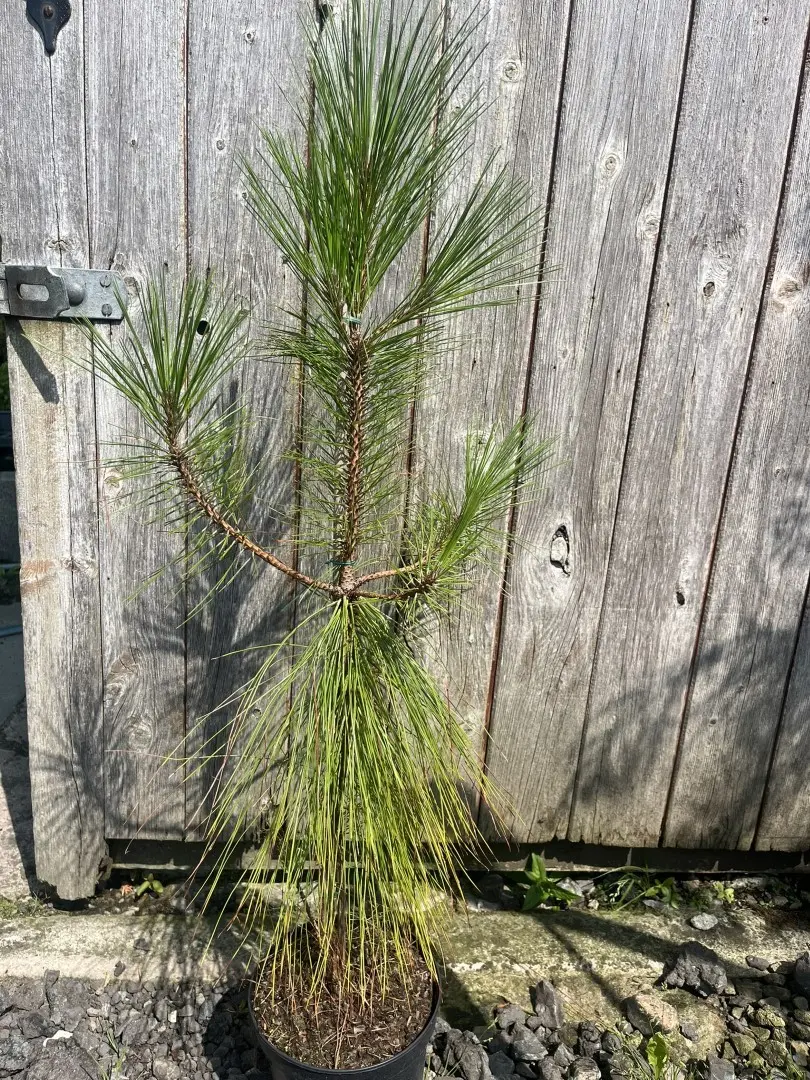 Pinus yunnanensis - Yunnan Pine