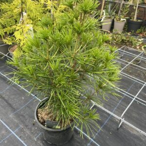 Sciadopitys verticillata - Umbrella Pine 40/60cm (5L)