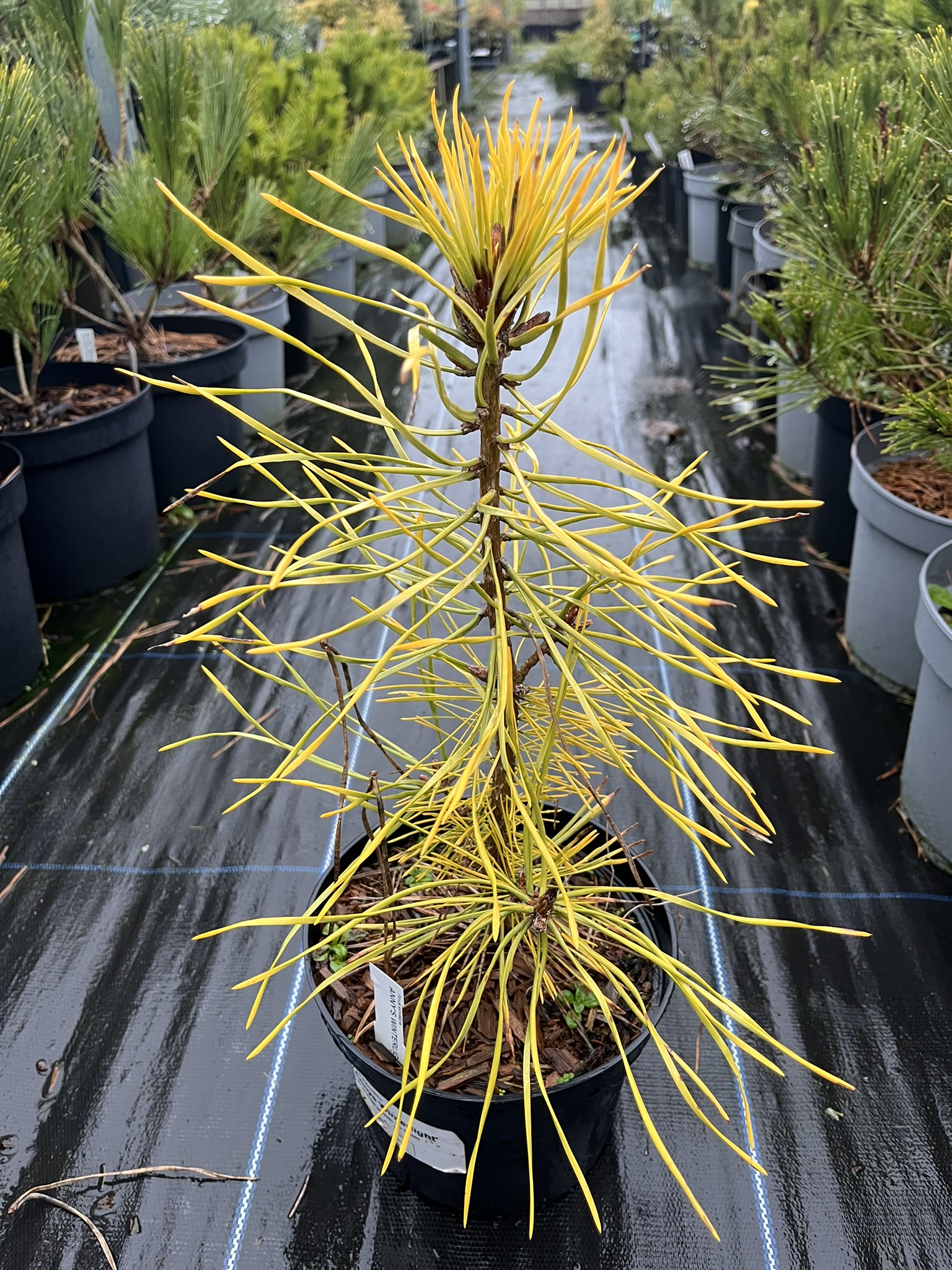 Scots Pine ‘Anny’s Winterlight’ - Pinus sylvestris