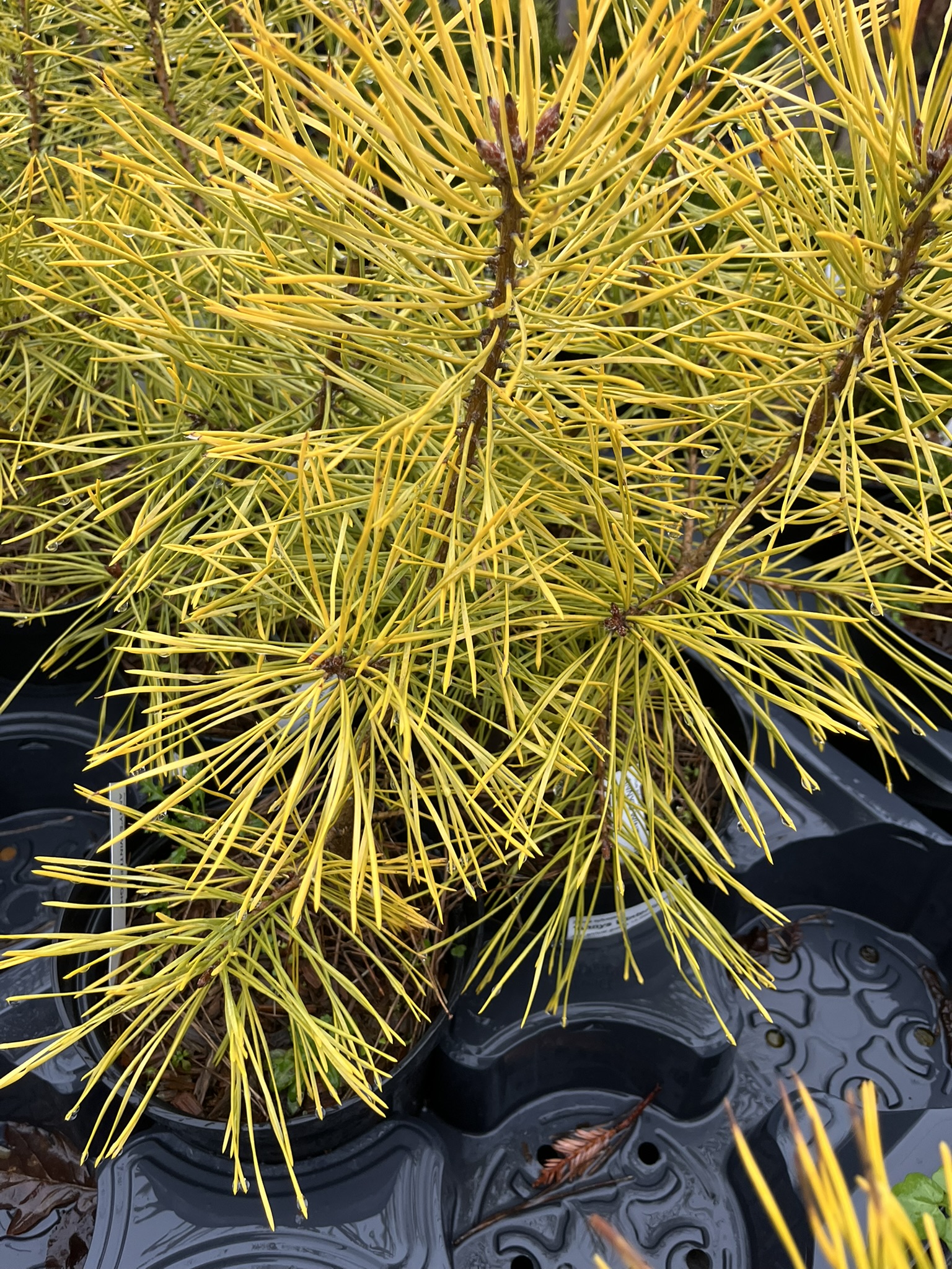 Scots Pine ‘Anny’s Winterlight’ - Pinus sylvestris