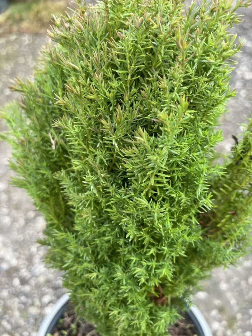 Thuja occidentalis 'Teddy' white cedar 'Teddy'