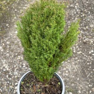 Thuja occidentalis 'Teddy' white cedar 'Teddy'
