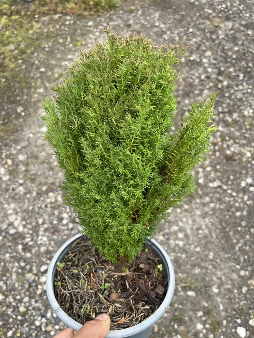 Thuja occidentalis 'Teddy' white cedar 'Teddy'