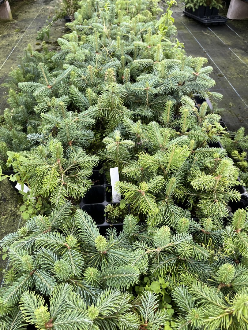 Corkbark Fir 20/40cm (2L) - Image 4