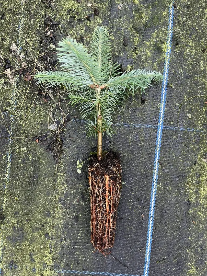 Corkbark Fir 20/40cm (Cell) Abies lasiocarpa (2)