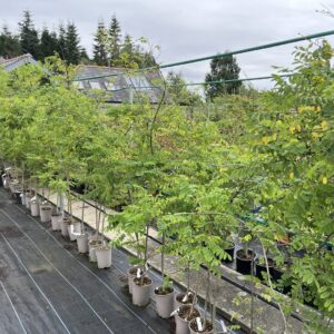 False acacia 200/250cm (3L) - Robinia pseudoacacia