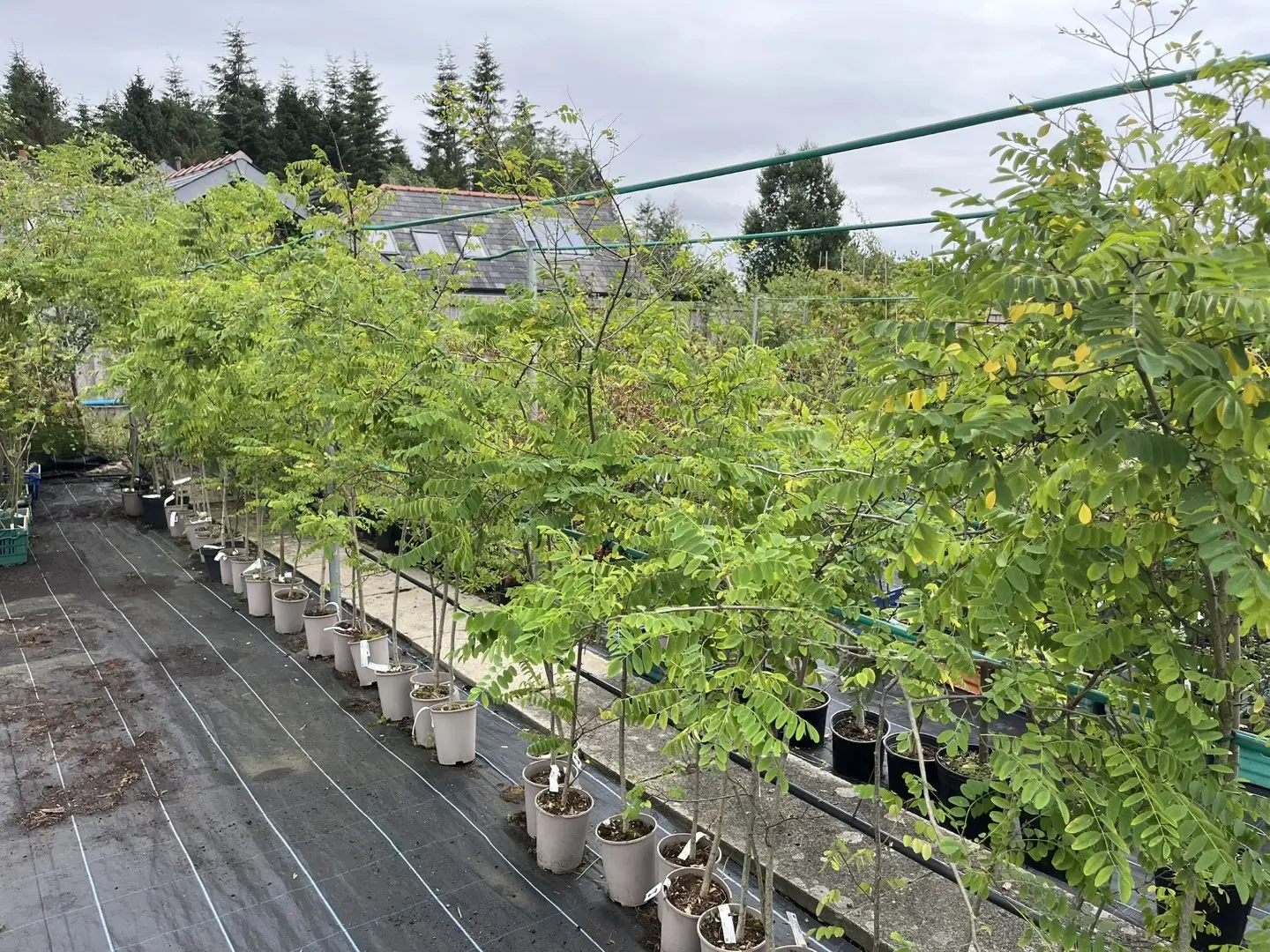 False acacia 200/250cm (3L) - Robinia pseudoacacia