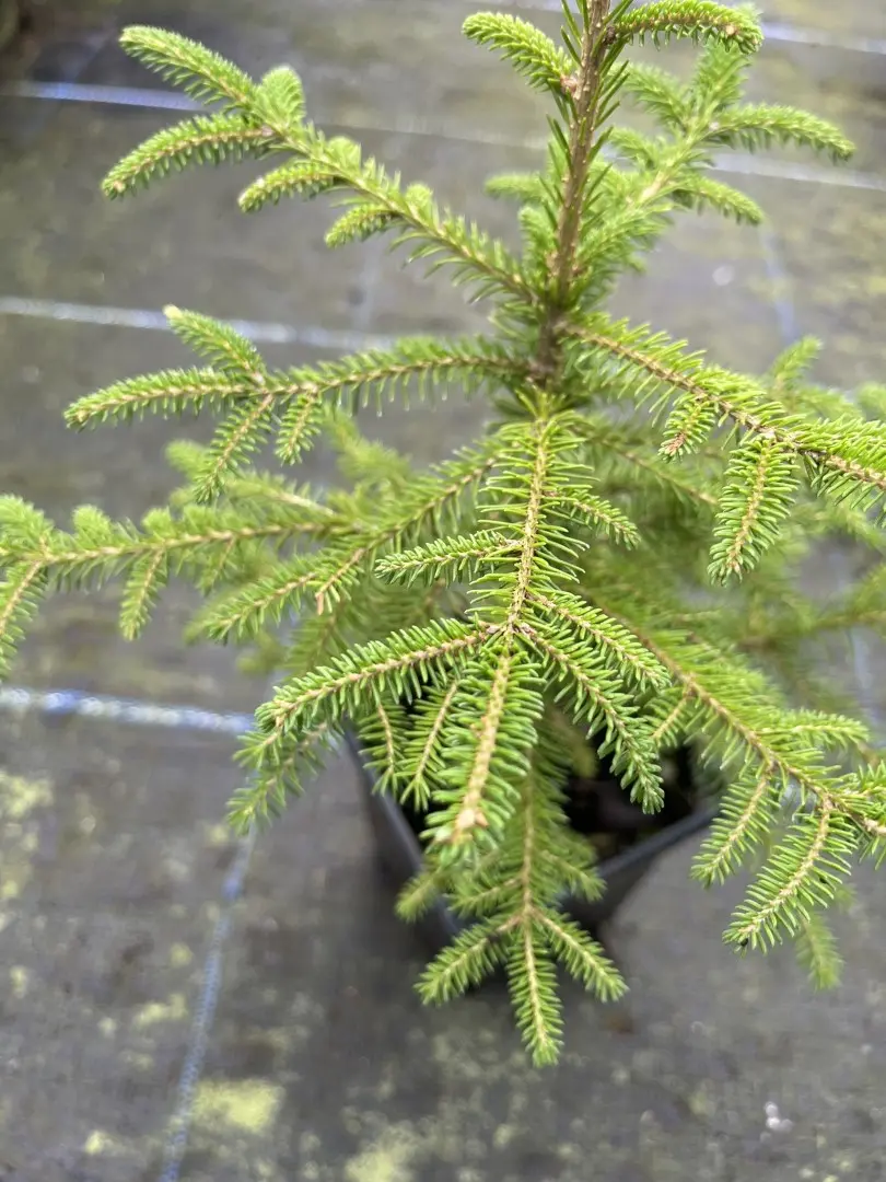 Picea abies Norway Spruce 20/40cm (P9)