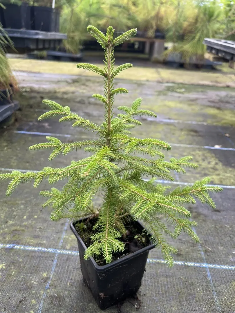 Picea abies Norway Spruce 20/40cm (P9)