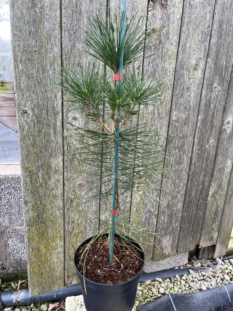 Japanese Black Pine 40/60cm (2L)
