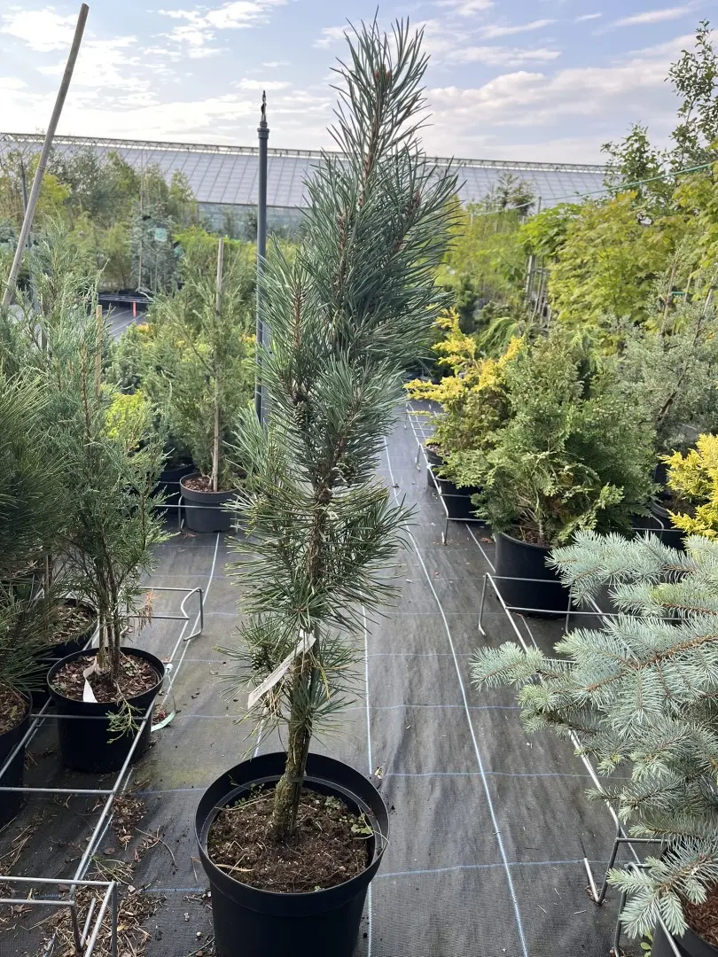Scots pine 'Fastigiata' 80/100cm (10L) Pinus sylvestris
