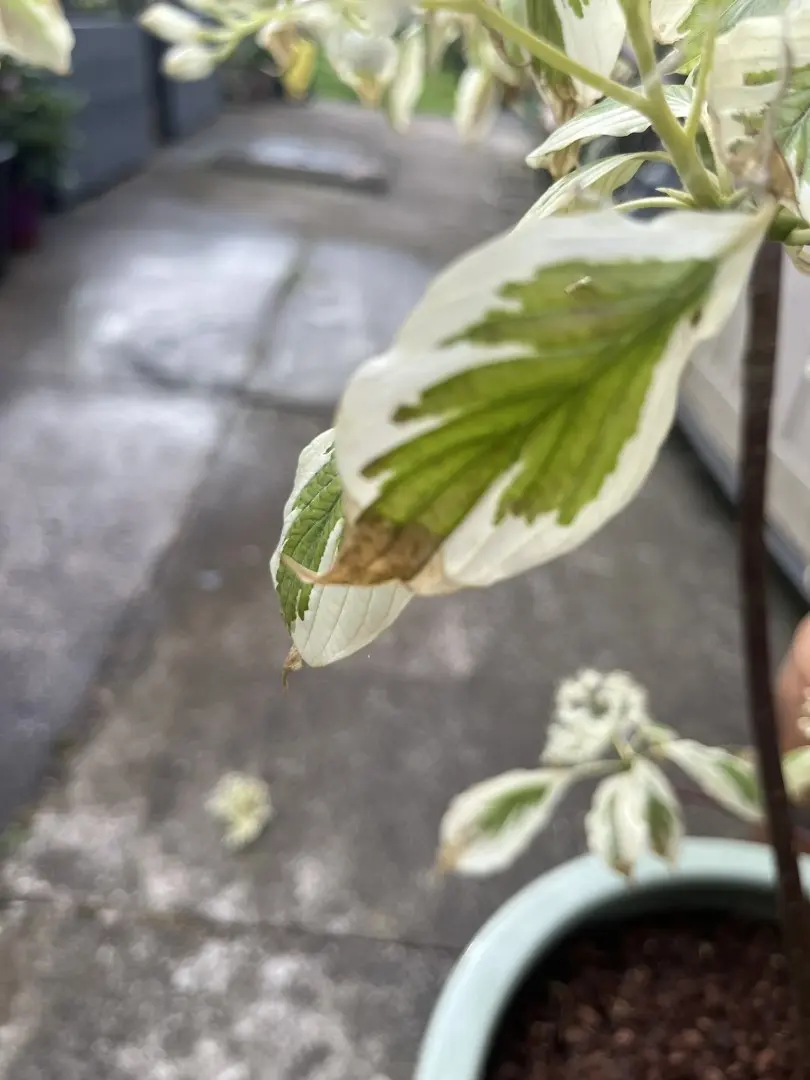 Variegated Red Twig Dogwood 60/80cm (3L) - Image 5