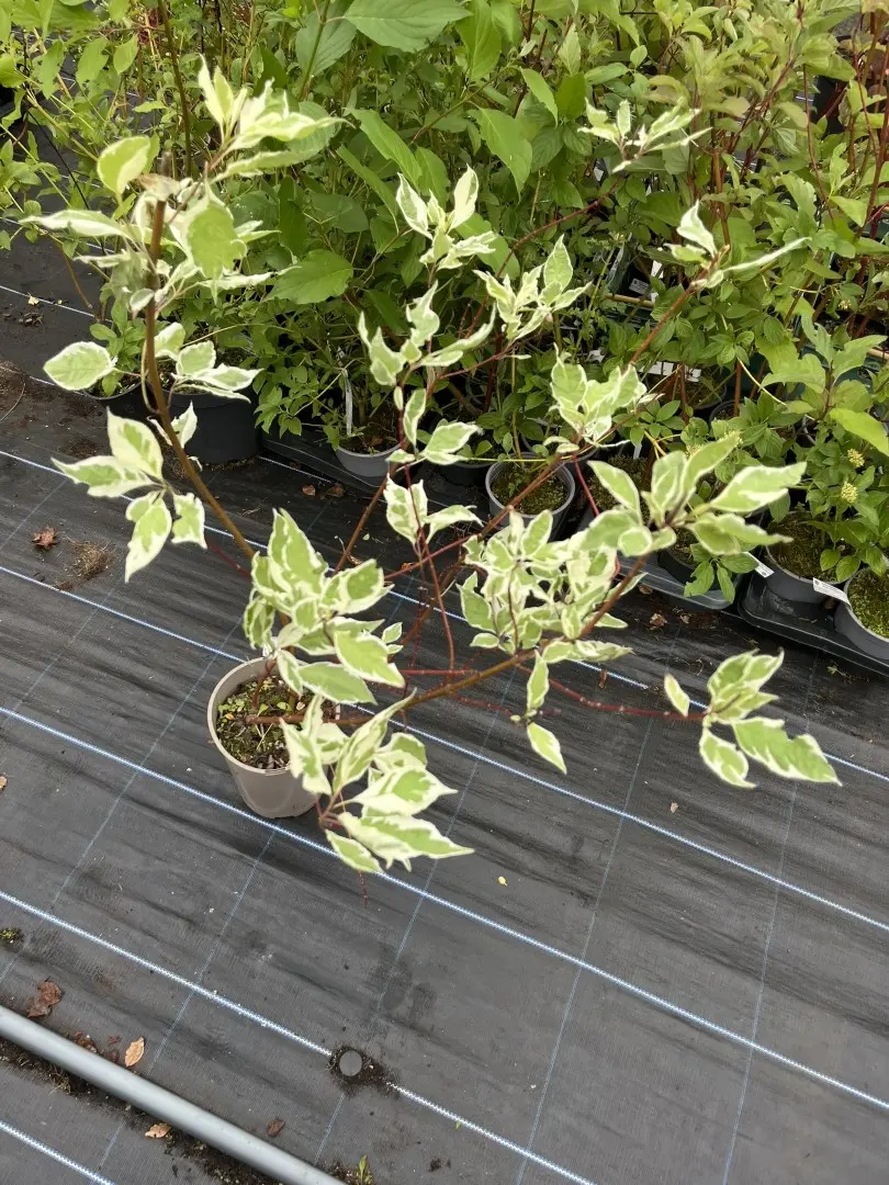 Variegated Red Twig Dogwood - Cornus alba 'Elegantissima'
