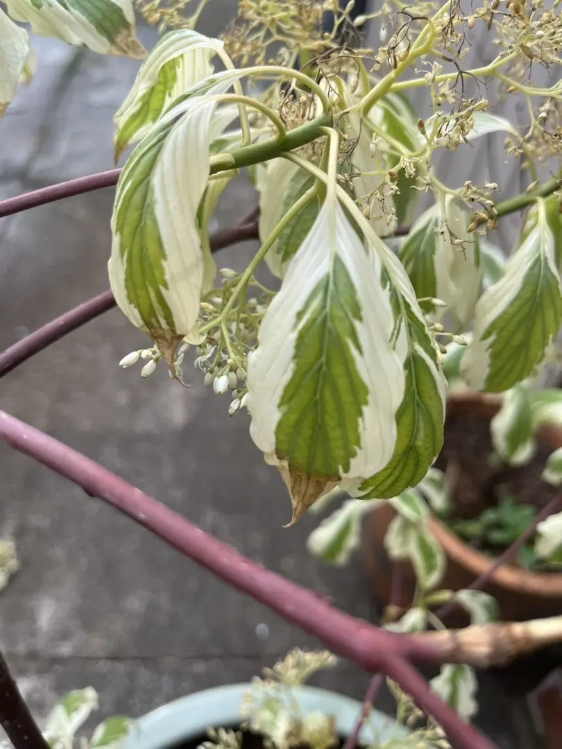 Variegated Red Twig Dogwood 60/80cm (3L) - Image 4