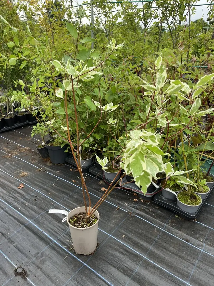 Variegated Red Twig Dogwood - Cornus alba 'Elegantissima'