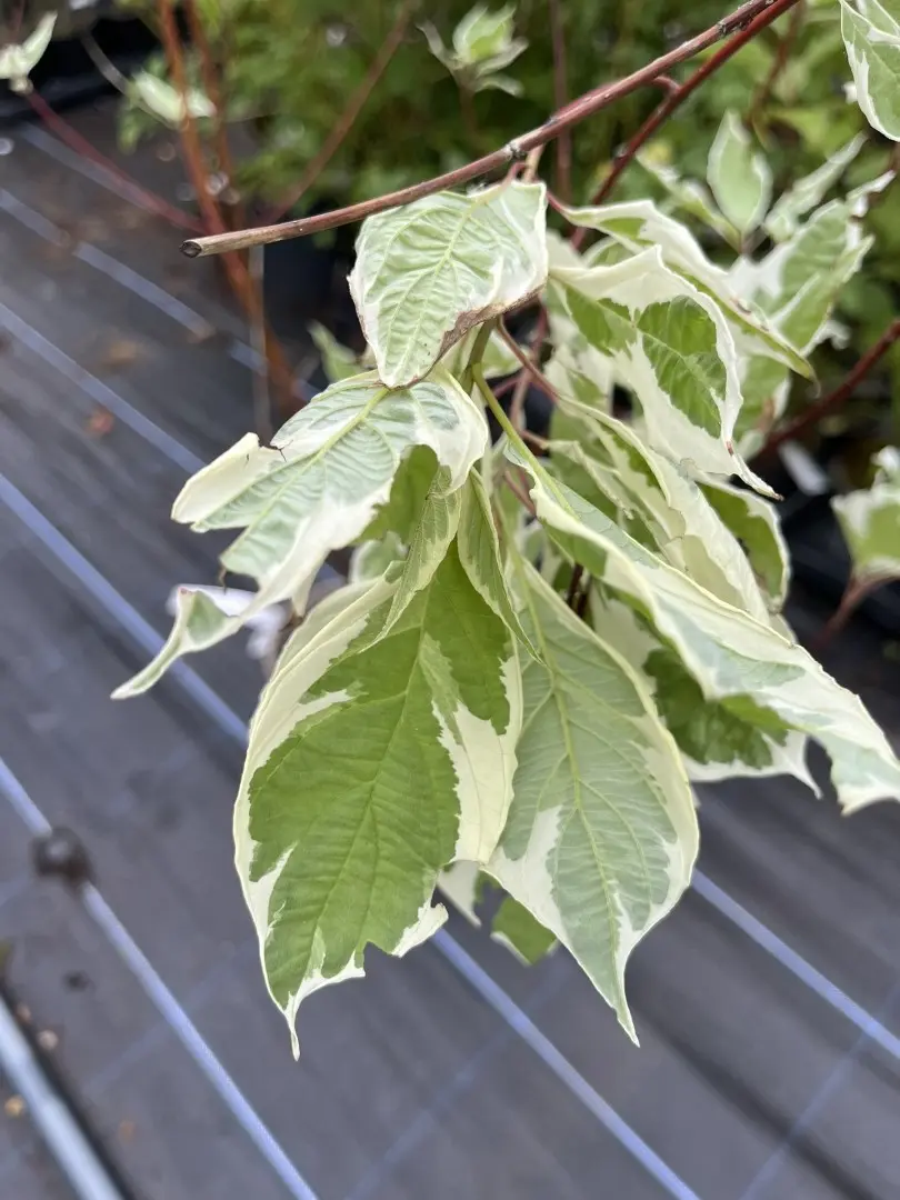 Variegated Red Twig Dogwood - Cornus alba 'Elegantissima'