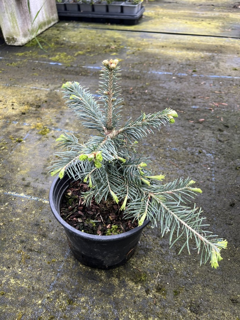 Corkbark Fir 20/40cm (2L) - Image 2