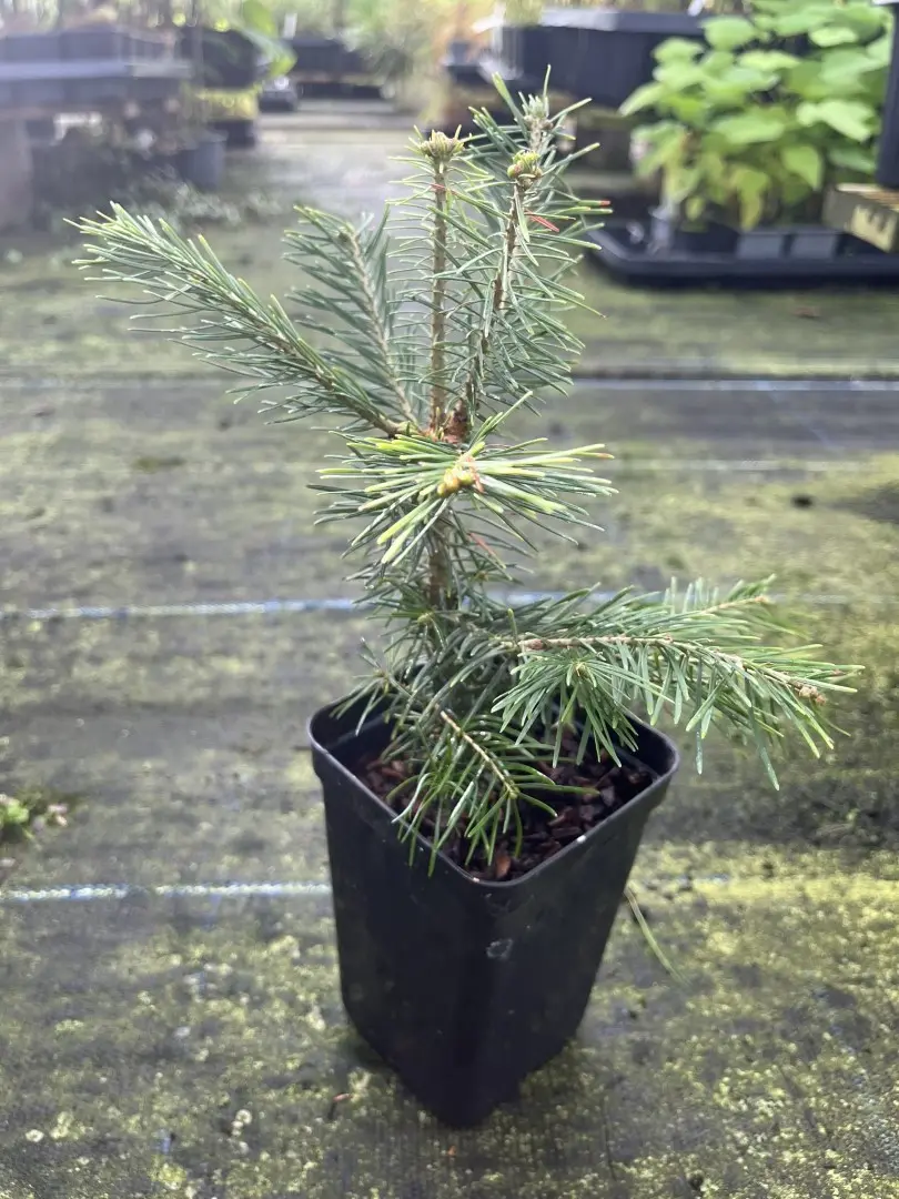 Abies lasiocarpa - Corkbark Fir 2040cm (P9)
