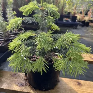 Abies lasiocarpa - Corkbark Fir
