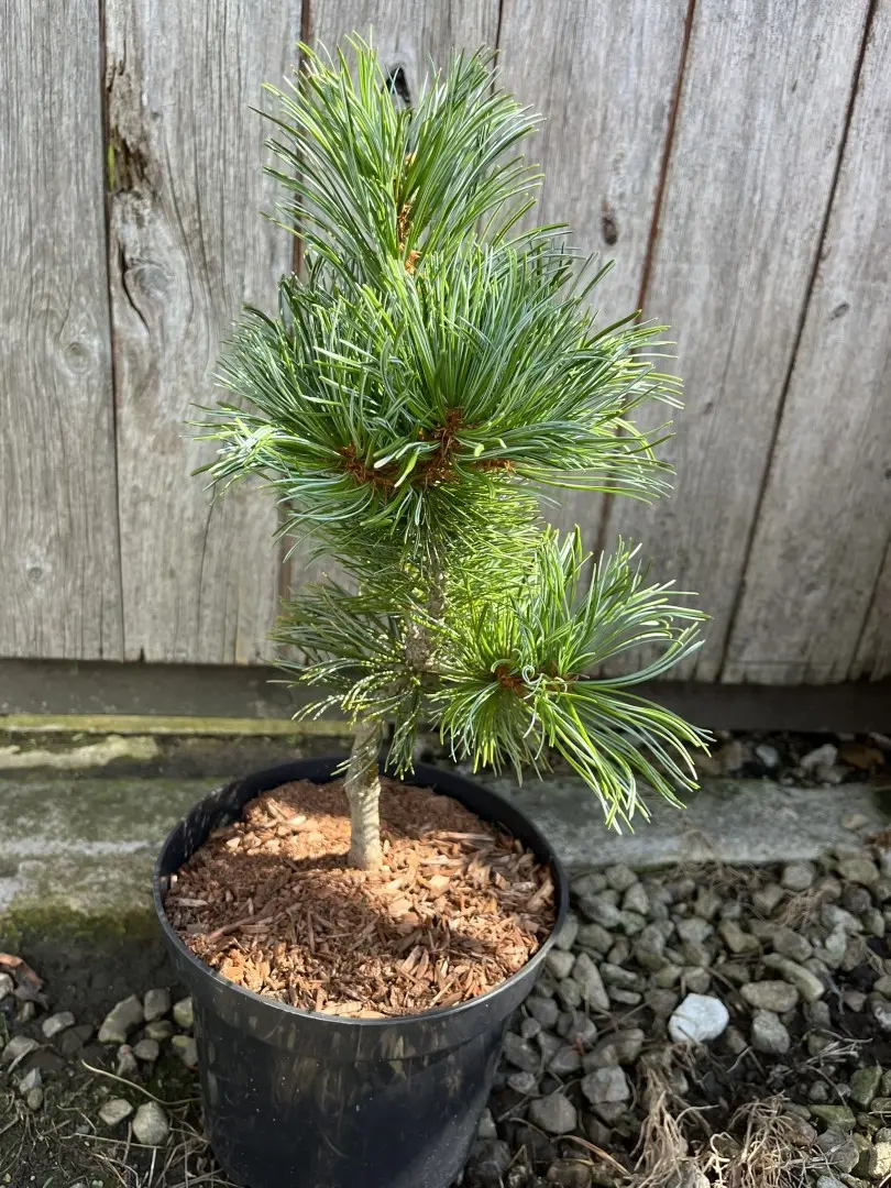Arolla Pine - Pinus cembra Glauca