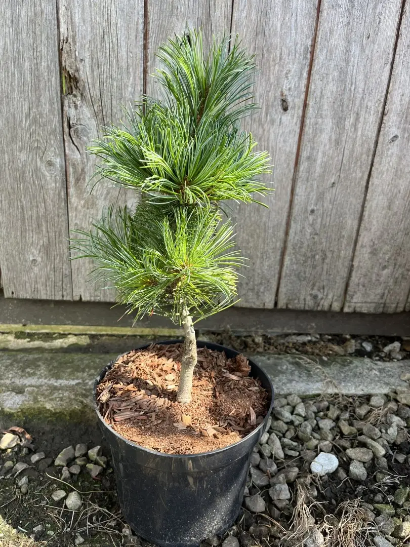 Arolla Pine - Pinus cembra Glauca
