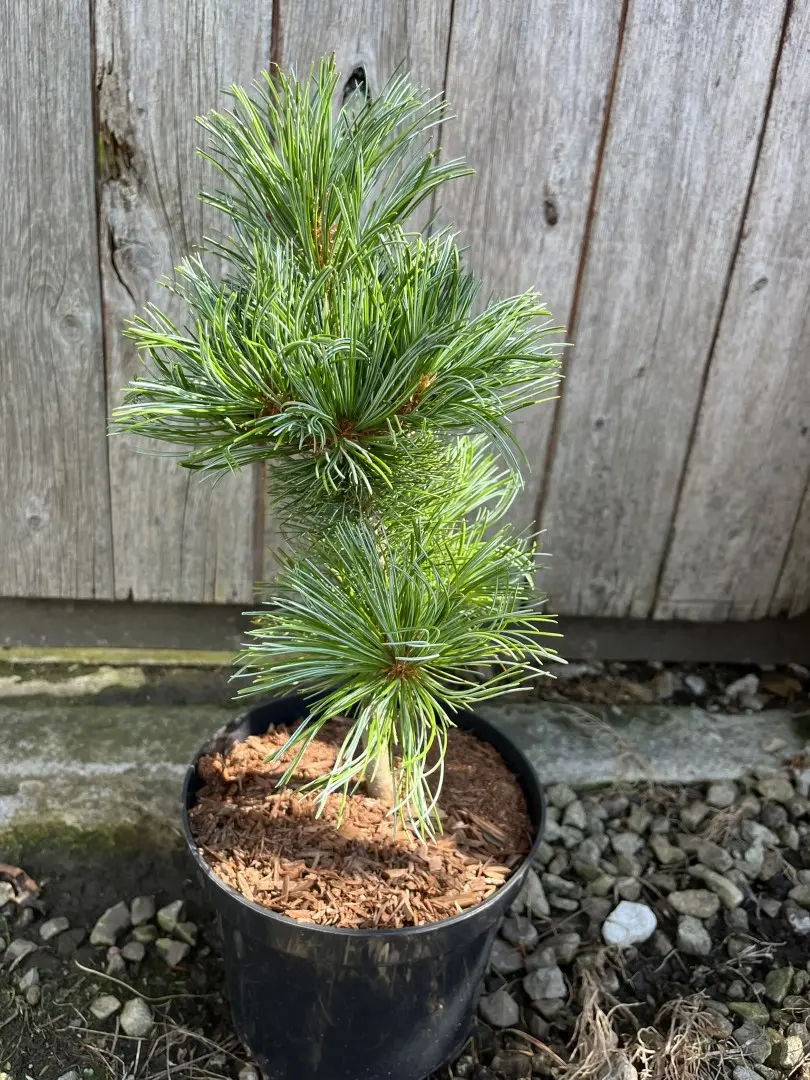 Arolla Pine - Pinus cembra Glauca