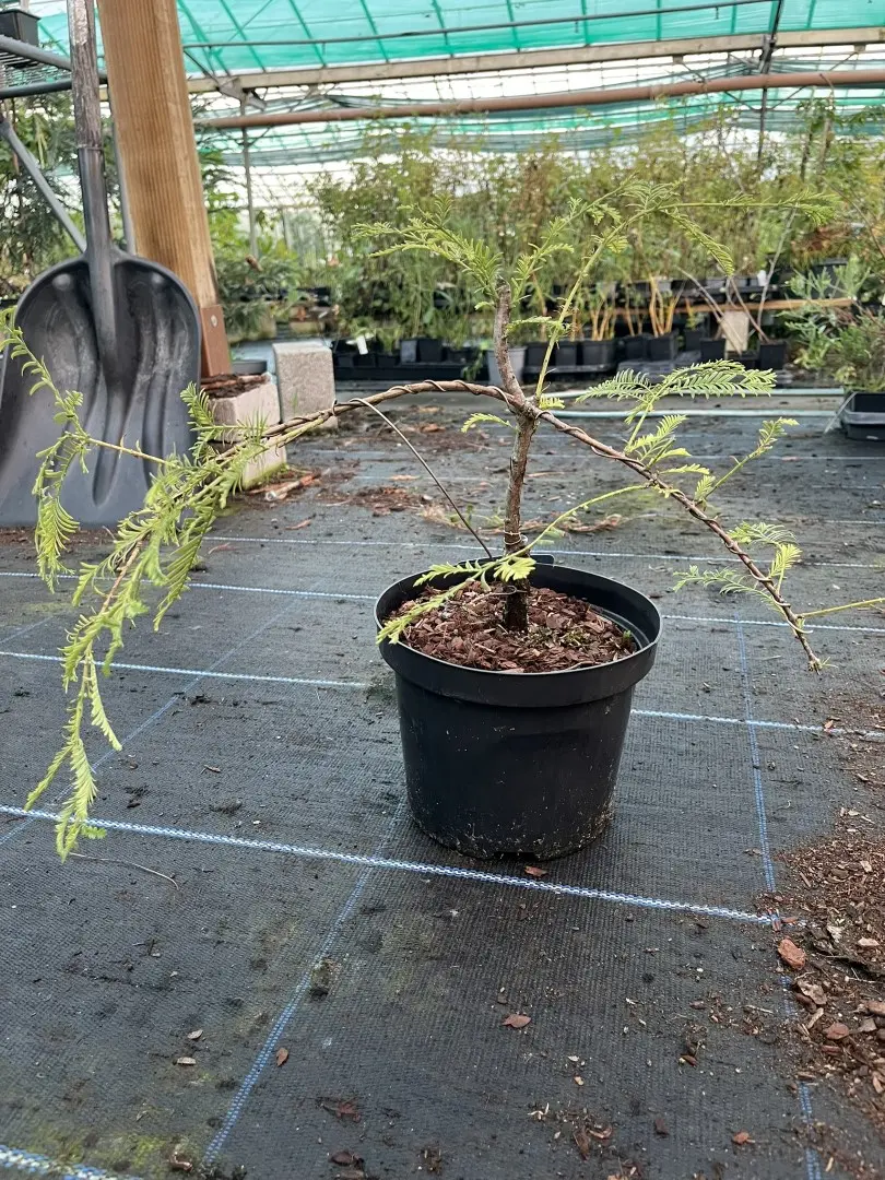 Dawn Redwood 'Blue-isch' 20/40cm Bonsai Wired - WYSIWYG - Image 4