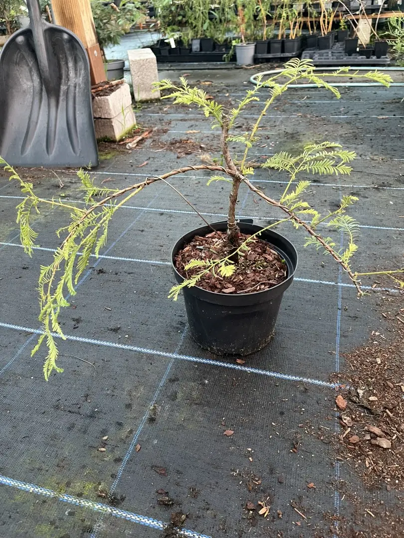 Dawn Redwood 'Blue-isch' 20/40cm Bonsai Wired - WYSIWYG - Image 3