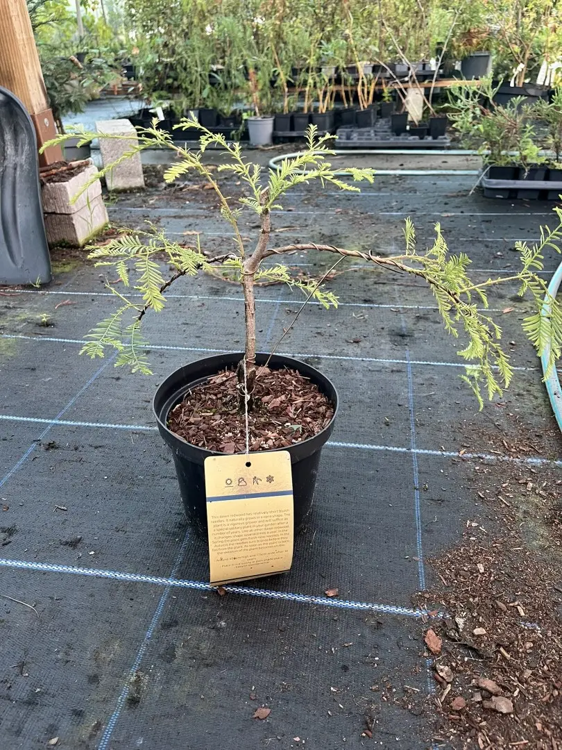 Dawn Redwood 'Blue-isch' 20/40cm Bonsai Wired - WYSIWYG