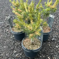 Japanese White Pine Tree | Pinus parviflora 'Tempelhof'
