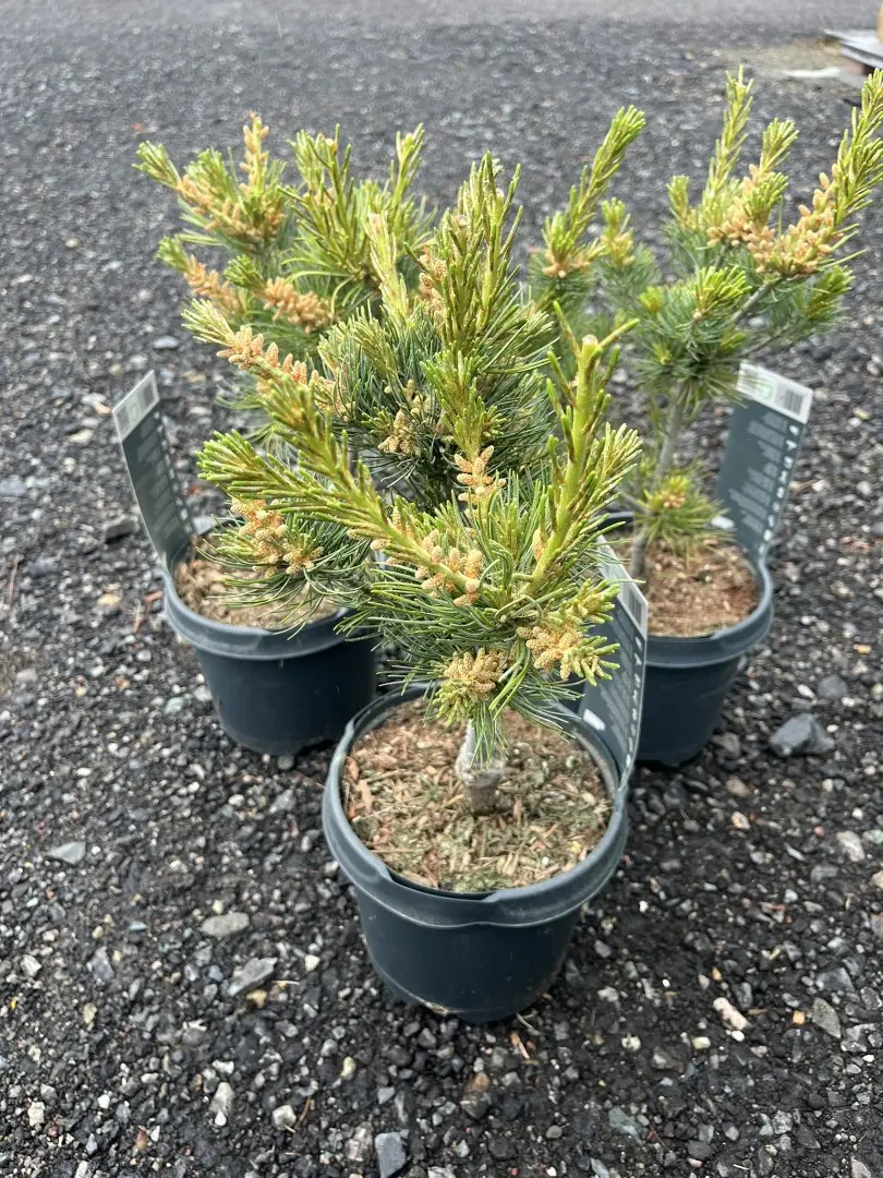 Japanese White Pine Tree | Pinus parviflora 'Tempelhof'