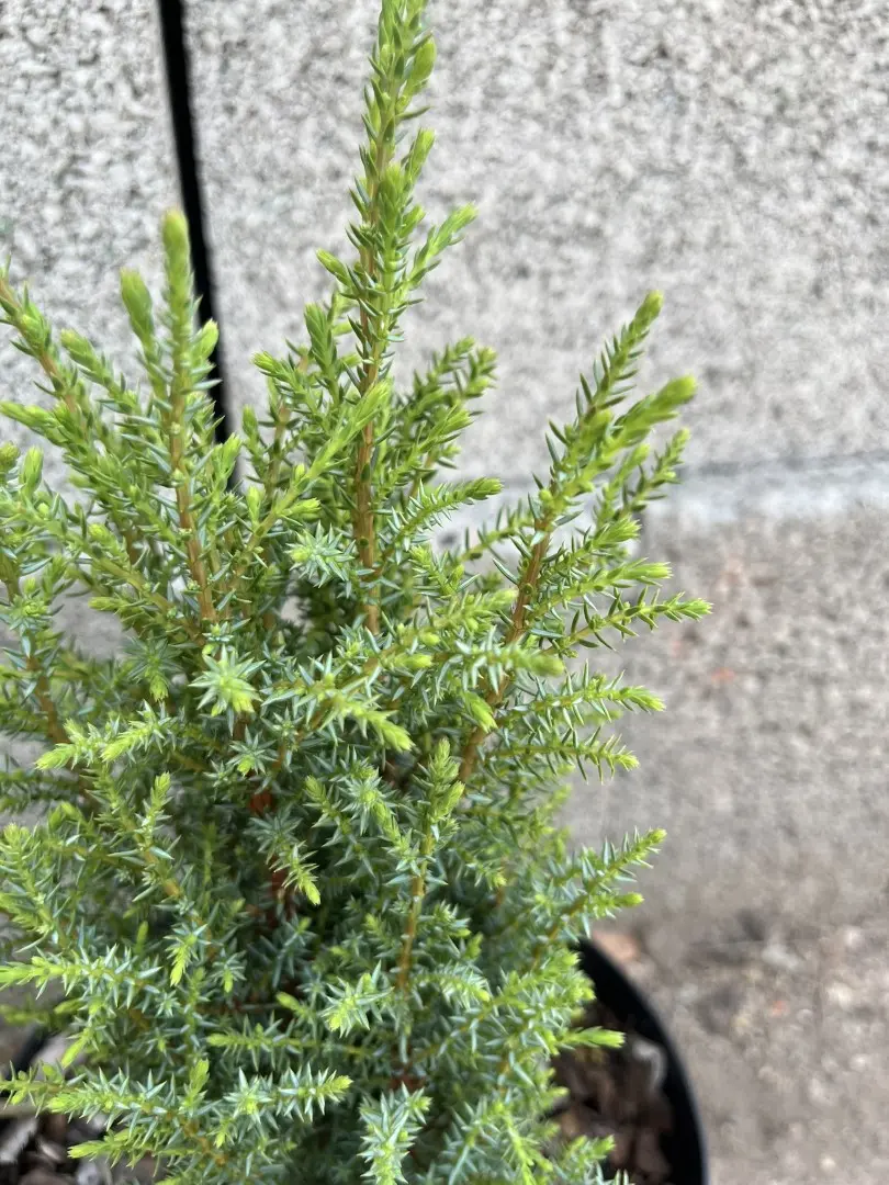 Juniperus communis - Juniper 'Compressa'