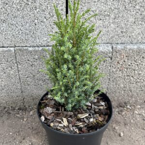 Juniperus communis - Juniper 'Compressa'