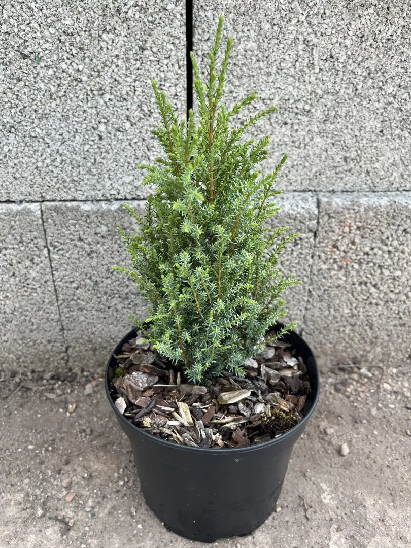 Juniperus communis - Juniper 'Compressa'