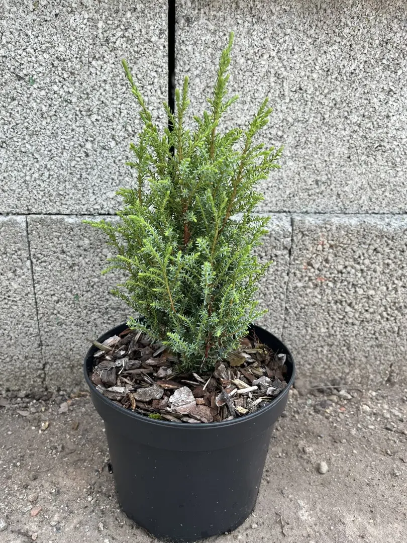 Juniperus communis - Juniper 'Compressa'