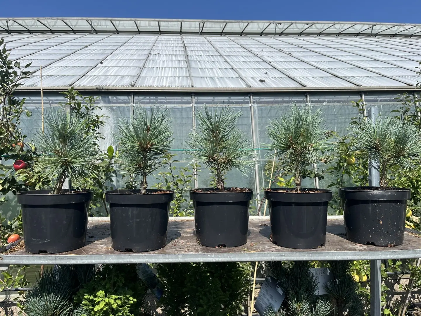 Limber Pine - Pinus flexilis Cesarini Blue