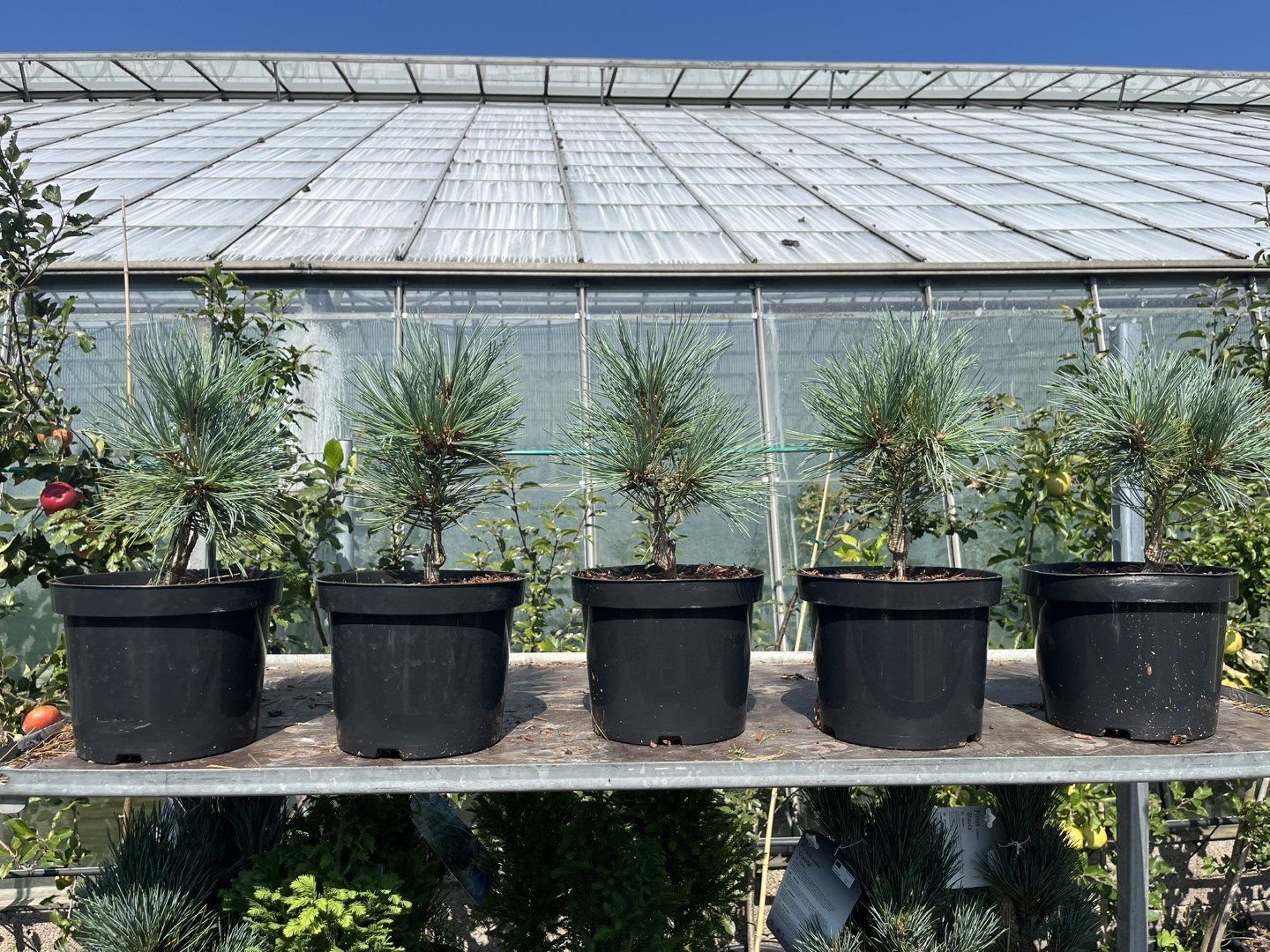 Limber Pine - Pinus flexilis Cesarini Blue