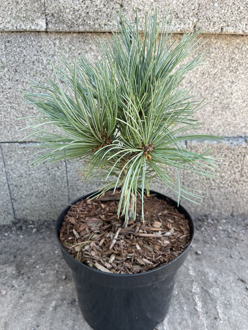 Limber Pine - Pinus flexilis Cesarini Blue