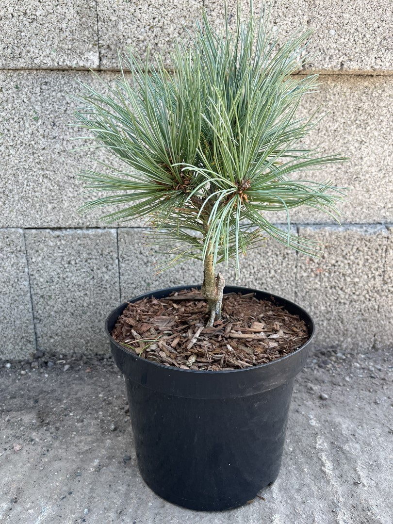 Limber Pine - Pinus flexilis Cesarini Blue