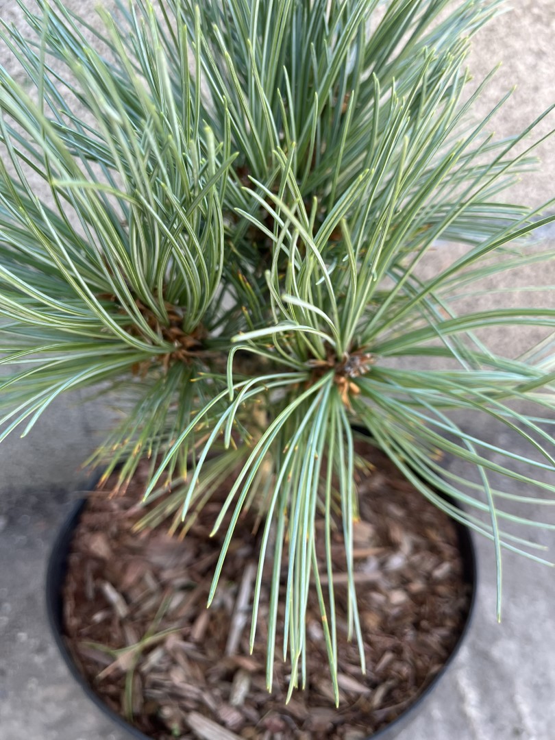 Limber Pine - Pinus flexilis Cesarini Blue