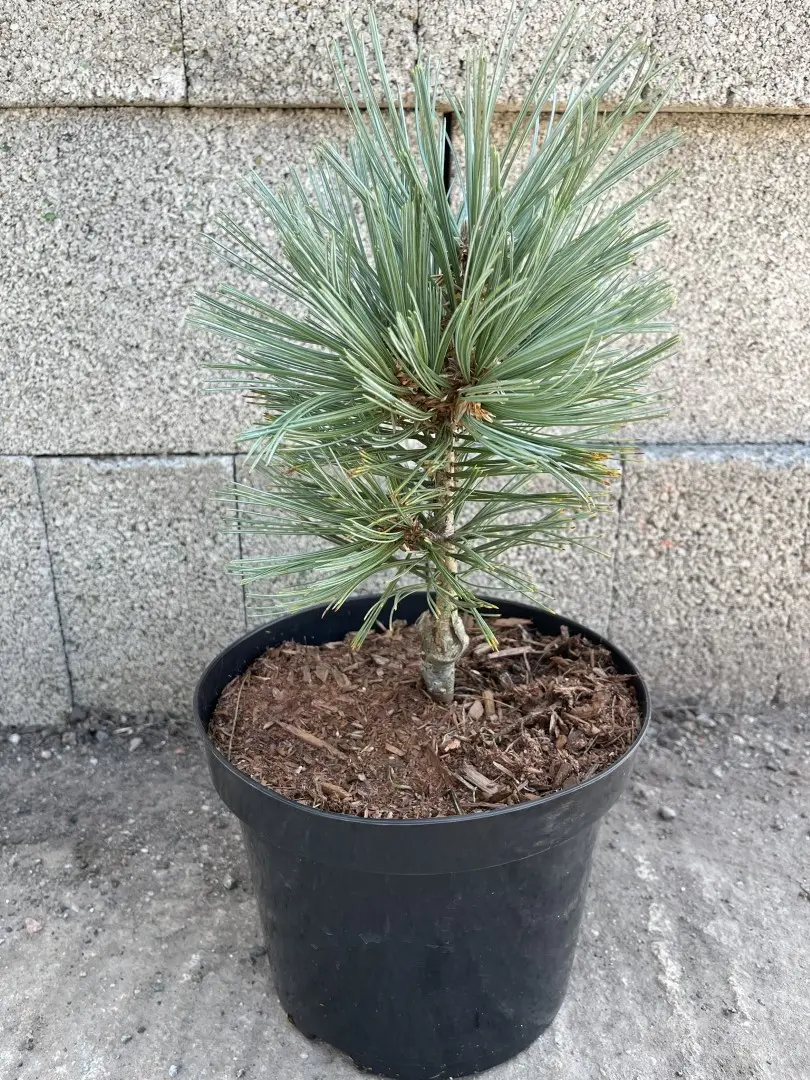 Limber Pine - Pinus flexilis Cesarini Blue