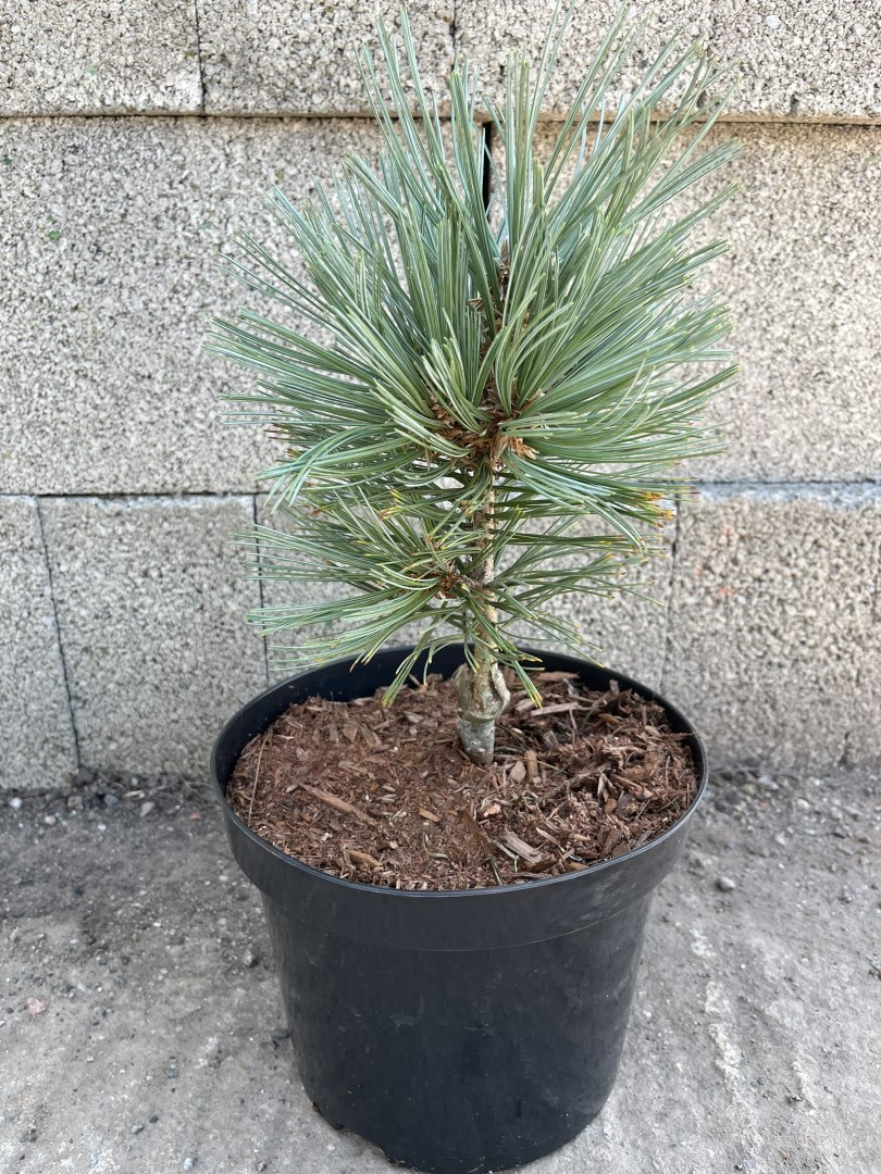 Limber Pine - Pinus flexilis Cesarini Blue