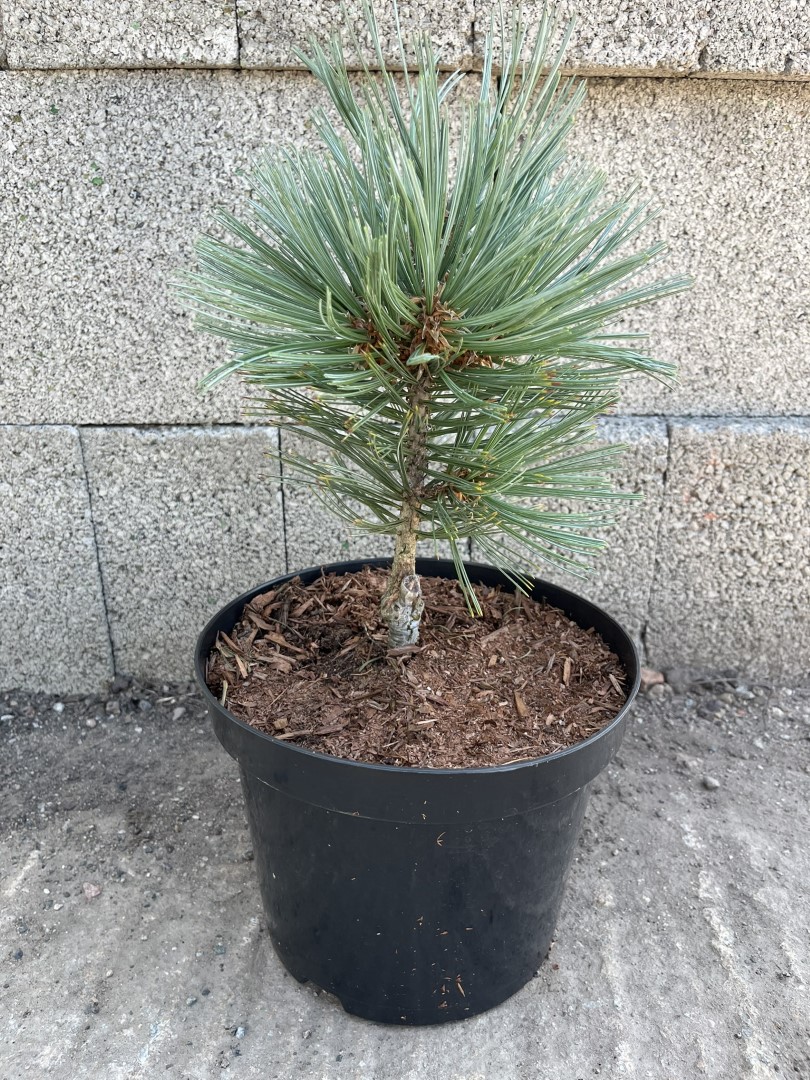 Limber Pine - Pinus flexilis Cesarini Blue