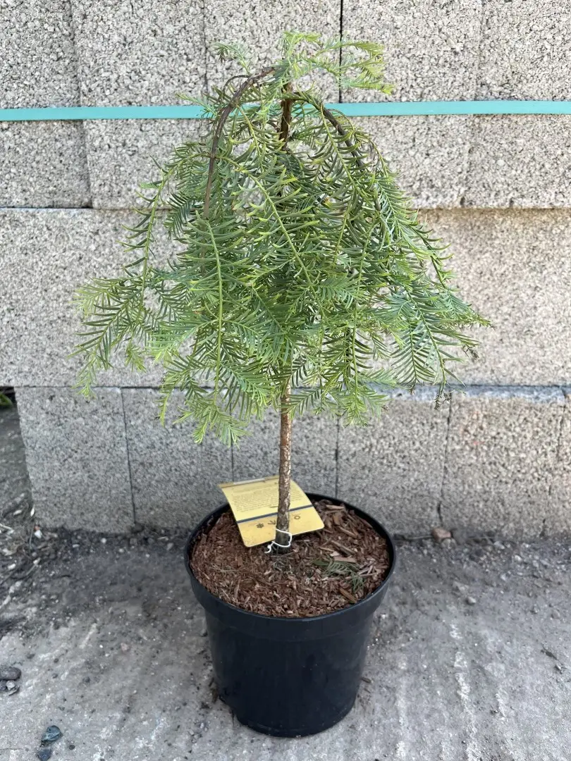 Metasequoia glyptostroboides - Dawn Redwood 'Miss Grace' 30/40cm Top Graft (3L)