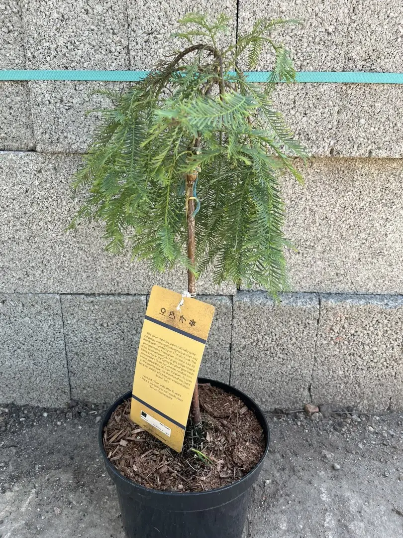 Metasequoia glyptostroboides - Dawn Redwood 'Miss Grace' 30/40cm Top Graft (3L)