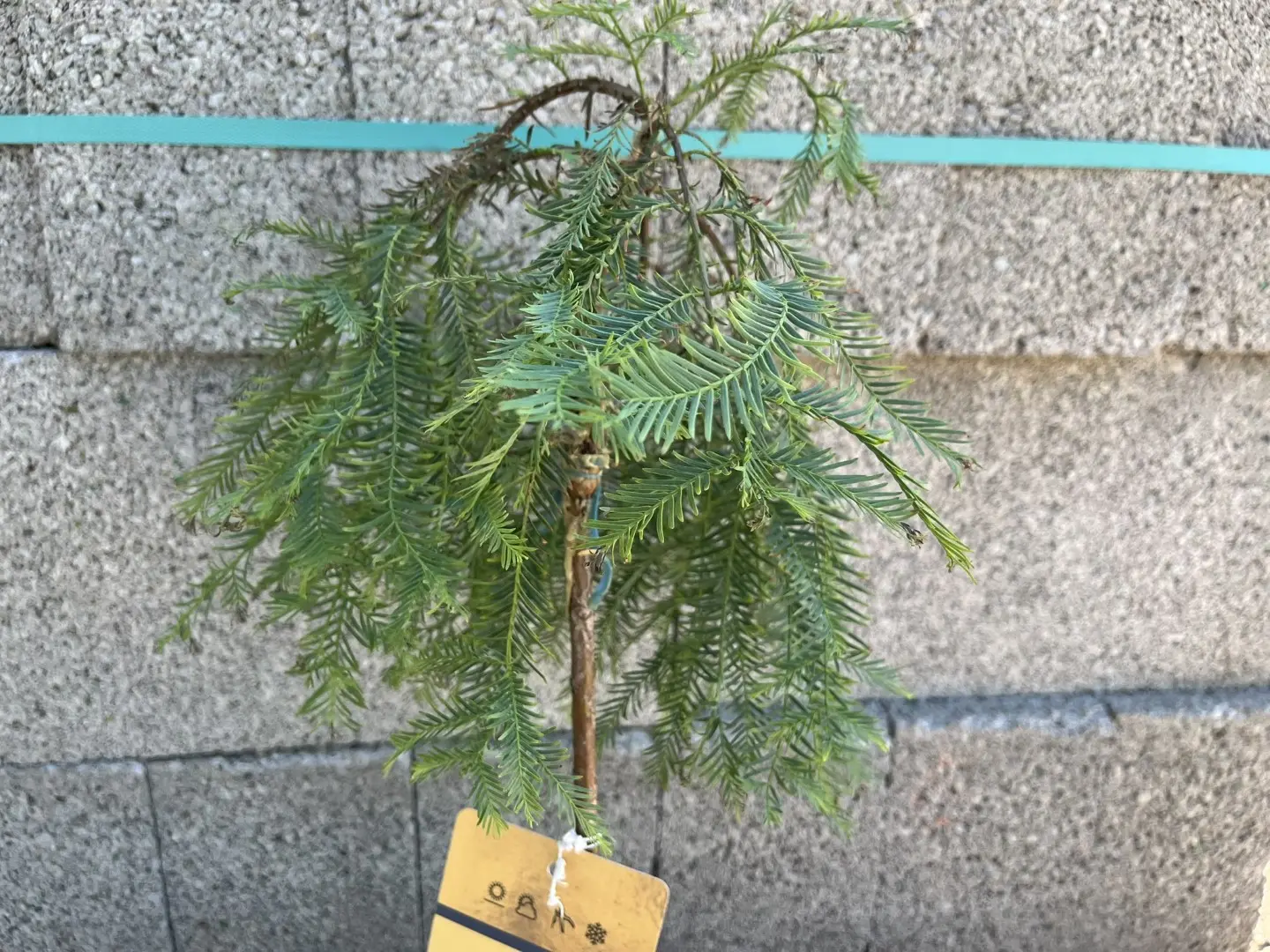 Metasequoia glyptostroboides - Dawn Redwood 'Miss Grace' 30/40cm Top Graft (3L)