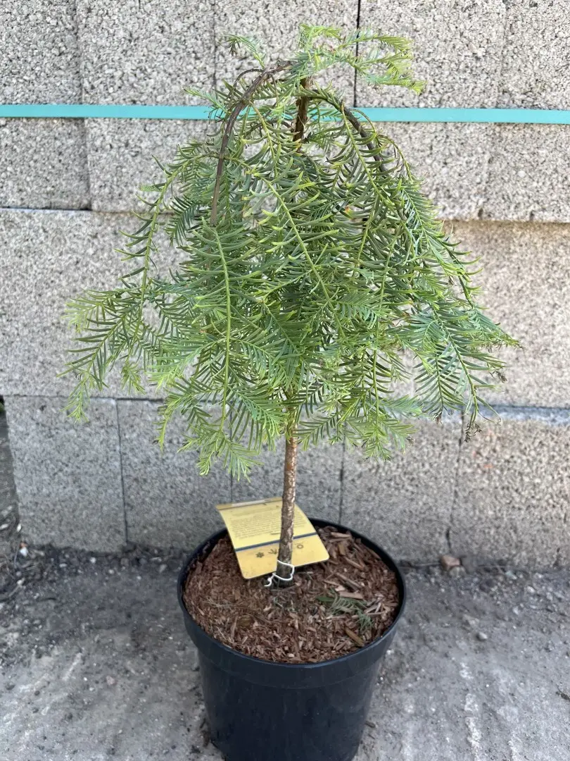 Metasequoia glyptostroboides - Dawn Redwood 'Miss Grace' 30/40cm Top Graft (3L)