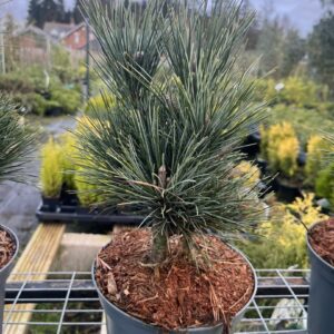 Pinus cembra - Blue Arolla Swiss Stone Pine